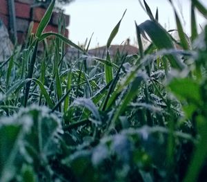 Close-up of snow on field