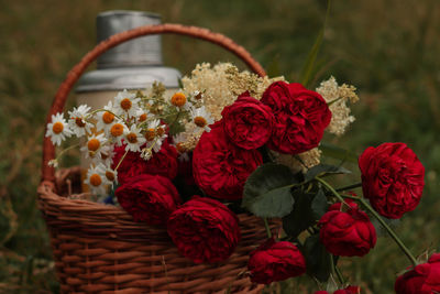 Close-up of red flowering plants in basket