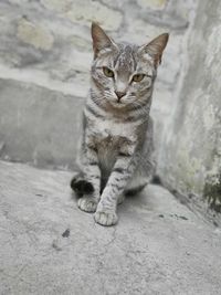 Portrait of cat sitting on floor