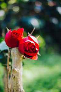 Close-up of red rose