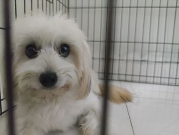 Close-up portrait of a dog