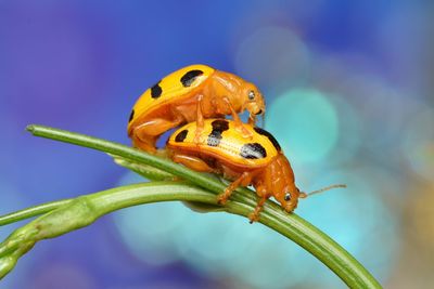 Close-up of ladybug on plant