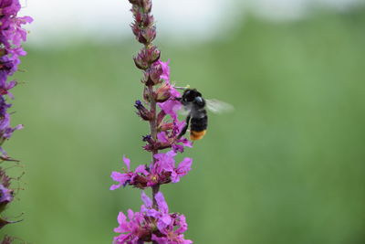 Bee pollinating on purple flower