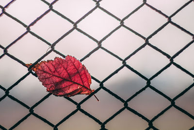 Close-up of red chainlink fence