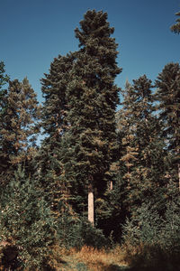 Low angle view of trees in forest against sky