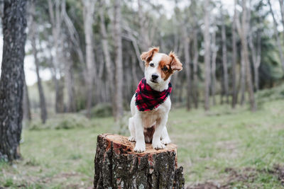 Jack russell dog sitting on wood trunk in forest. wearing modern plaid bandana. pets and nature