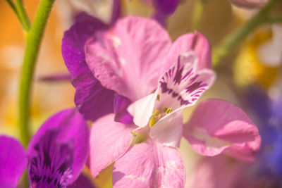 Close-up of pink flowering plant