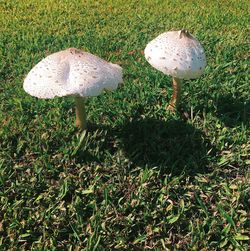 Close-up of mushroom growing on field