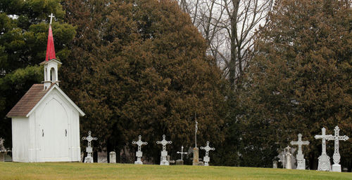 Trees at cemetery