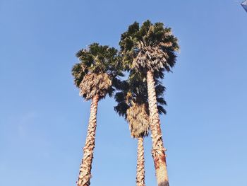 Low angle view of palm tree against clear blue sky