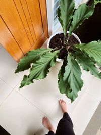 High angle view of woman standing by potted plant