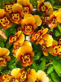 Close-up of yellow flowers