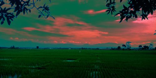 Scenic view of field against sky during sunset