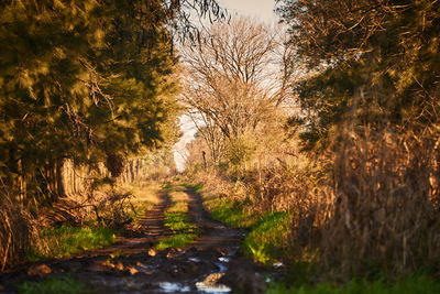 Road amidst trees in forest during autumn