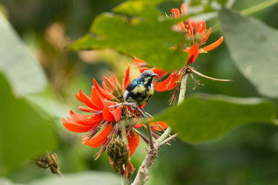 Low angle view of bird perching on flower