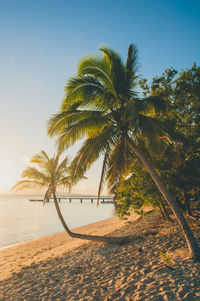 Palm trees on beach