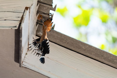 Low angle view of bird flying against built structure