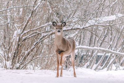Deer standing on snow covered forest