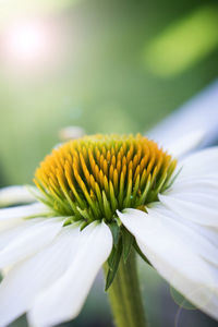 Close-up of flower