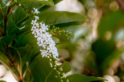 Close-up of white flowering plant