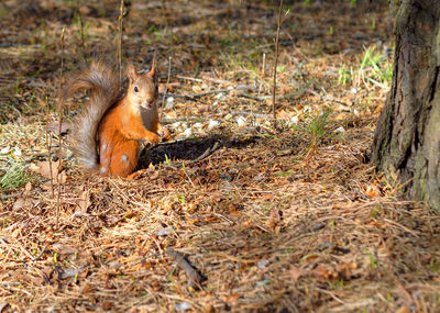 View of squirrel in forest