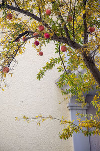 Low angle view of tree against building