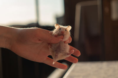 Cute white syrian hamster portrait. high quality photo