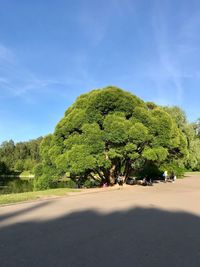 Scenic view of road amidst trees against sky