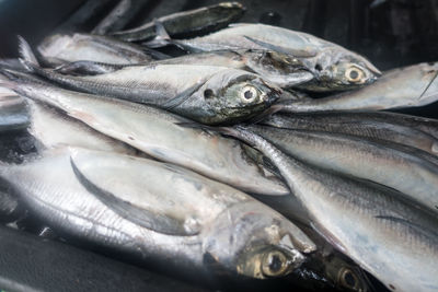 Close-up of fish for sale in market