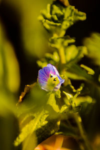 Close-up of purple flower on plant