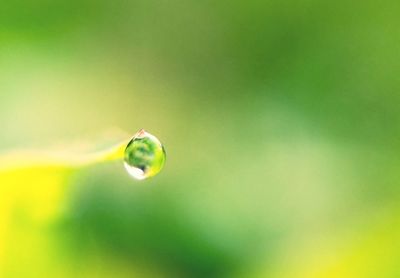 Close-up of fresh green leaf