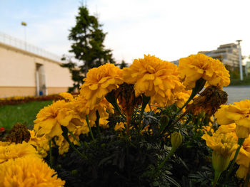 Close-up of yellow flowering plants against sky