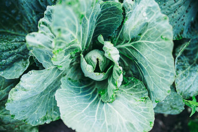 Close-up of fresh green cabbage