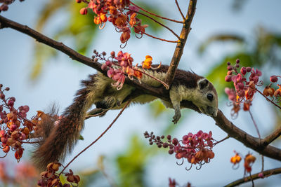Low angle view of berries on tree