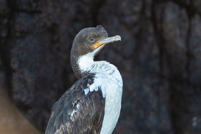 Close-up of a bird looking away