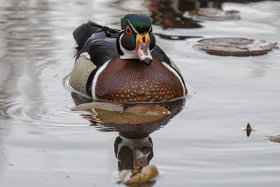 Duck swimming in a lake