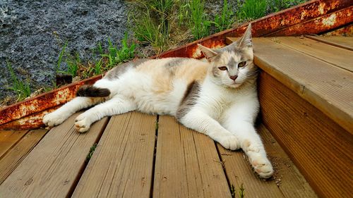Portrait of cat lying on grass