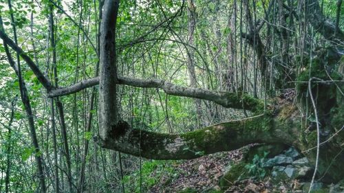 Trees in forest