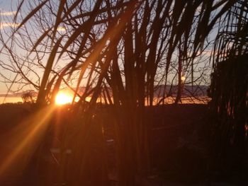 Sunlight streaming through trees in forest during sunset