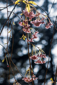 Close-up of flowering plants on branch