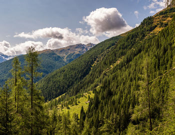Scenic view of pine trees against sky