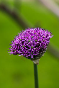 Close-up of purple flowering plant