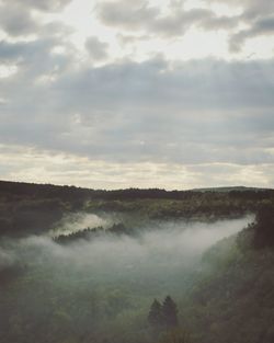 Scenic view of forest against sky