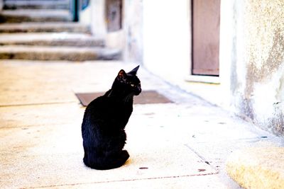 Black cat sitting on a building