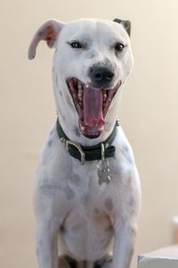 Close-up portrait of dog sticking out tongue