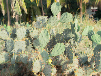 Close-up of succulent plant growing on field