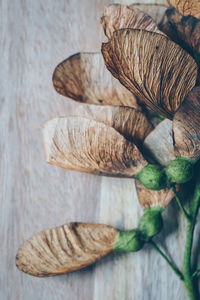 High angle view of leaves on table