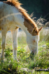 Close-up of horse grazing on field
