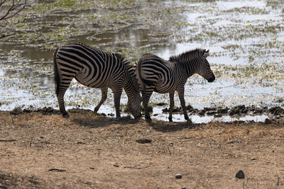 View of zebras drinking water