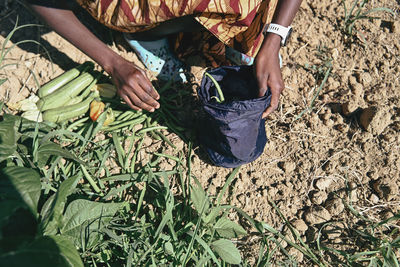 High angle view of man standing amidst plants